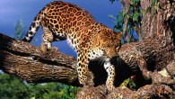The Amur leopard (Panthera pardus orientalis).
