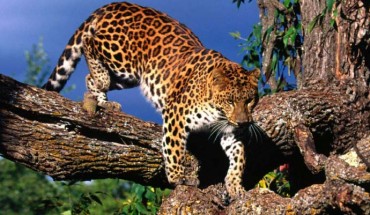 The Amur leopard (Panthera pardus orientalis).