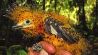 Laniocera hypopyrra nestling in lowland Amazonian forest in southeastern Peru. Image credit: Santiago David.