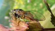 The Italian mountain cicada (Cicadetta sibillae). Image credit: Thomas Hertach / University of Basel.