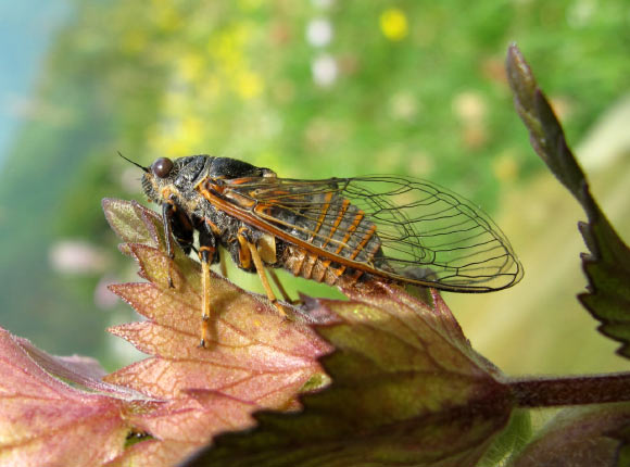 The Italian mountain cicada (Cicadetta sibillae). Image credit: Thomas Hertach / University of Basel.
