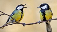 Two female great tits. Image credit: Shirley Clarke / Fordingbridge Camera Club / CC BY-SA 3.0.