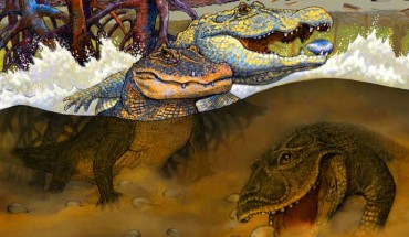 Kuttanacaiman iquitosensis, left, Caiman wannlangstoni, right, and Gnatusuchus pebasensis. Image credit: © Javier Herbozo.