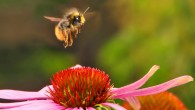 The early bumblebee (Bombus pratorum), one of the smaller bumblebees. Image credit: Bernie Kohl.