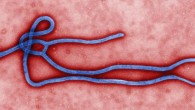 Ebola virus virion. Image credit: Cynthia Goldsmith / CDC.
