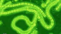 Cyanobacteria. Image credit: Josef Reischig / CC BY-SA 3.0.