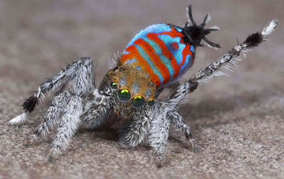 Maratus jactatus, male. Image credit: Jurgen Otto / David Hill.