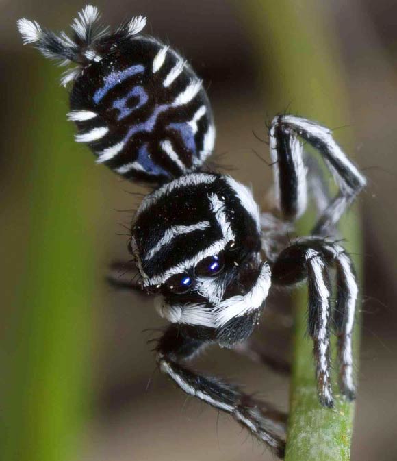 Maratus sceletus, male. Image credit: Jurgen Otto / David Hill.