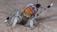 Maratus jactatus, male. Image credit: Jurgen Otto / David Hill.