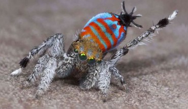 Maratus jactatus, male. Image credit: Jurgen Otto / David Hill.