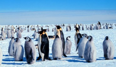 Emperor penguins (Aptenodytes forsteri). Image credit: Michael Van Woert / NOAA / NESDIS / ORA.