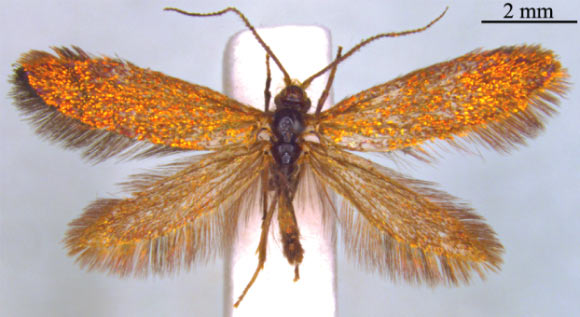 Aenigmatinea glatzella represents an entirely new family of primitive moths, Aenigmatineidae. Image credit: Niels P. Kristensen et al.