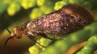 A female adult Aenigmatinea glatzella on a Southern Cypress-pine stem. Image credit: George Gibbs.