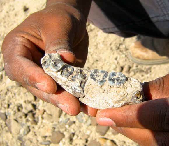LD 350-1, a partial mandible of early Homo. Image credit: Arizona State University.