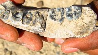 LD 350-1, a partial mandible of early Homo. Image credit: Arizona State University.