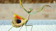 Female praying mantis (Iris oratoria) in defensive posture. Image credit: Ca Pro / CC BY-SA 3.0.