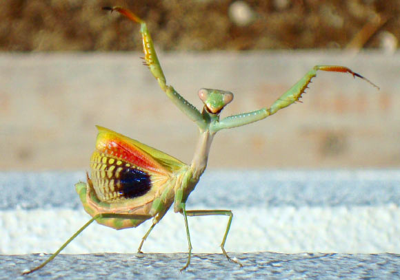 Female praying mantis (Iris oratoria) in defensive posture. Image credit: Ca Pro / CC BY-SA 3.0.