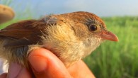 The Myanmar Jerdon’s babbler (Chrysomma altirostre altirostre). Image credit: © Robert Tizard / WCS.
