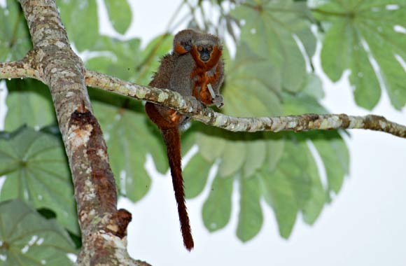 Adult Milton’s titi monkey (Callicebus miltoni) eating a fruit while carrying a baby at Roosevelt River, Mato Grosso, Brazil. Image credit: A. Gambarini.