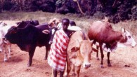 Young Maasai cattle herder in Kenya, 1979. Image credit: John Atherton / CC BY-SA 2.0.