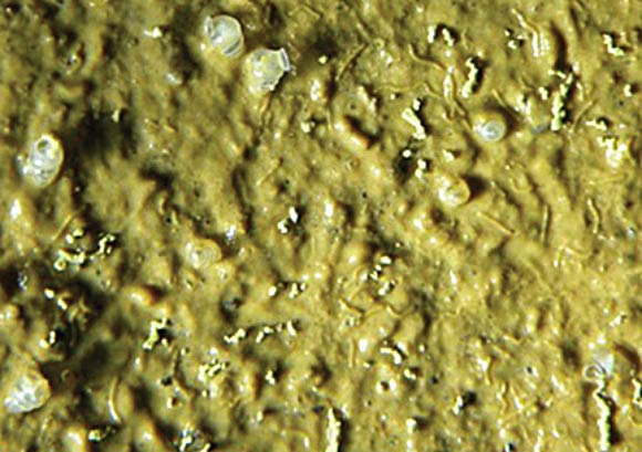 Moist muddy layer with Zospeum vasconicum in the Cueva Arrikrutz, Gipuzkoa, Spain. Image credit: Jochum A et al.