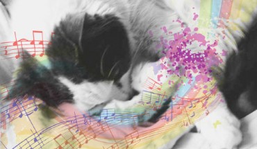 Cats love cat-appropriate songs. Image credit: © Natali Anderson.