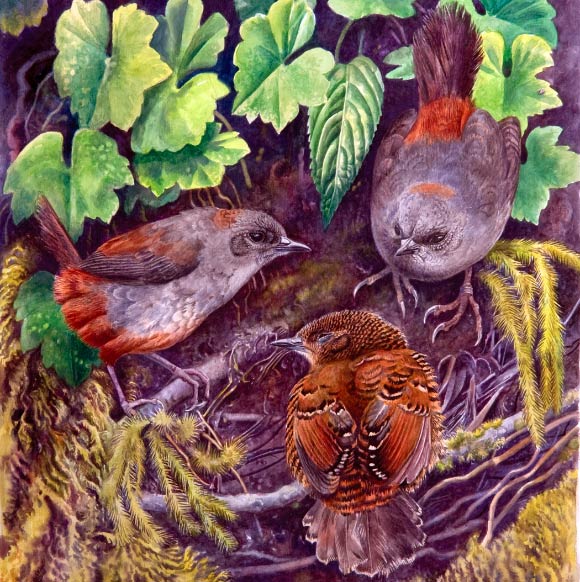 Female, left, and male Perijá tapaculos (Scytalopus perijanus) attending a nestling, center. Image credit: Jon Fjeldså.