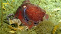 The Antarctic octopus Pareledone charcoti. Image credit: Tomas Lundälv.