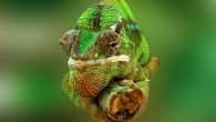 Li Zhu et al. created a chameleon-like artificial ‘skin’ that shifts color on demand.
