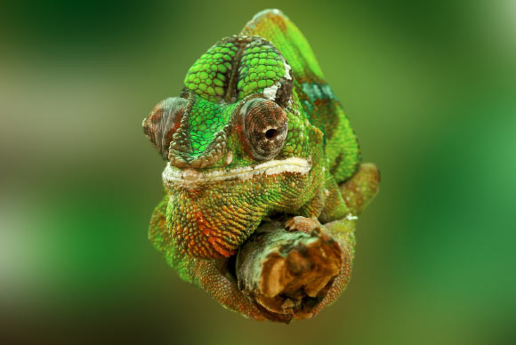 Li Zhu et al. created a chameleon-like artificial ‘skin’ that shifts color on demand.