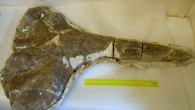 The 17 million-year-old beaked whale fossil. Image credit: Southern Methodist University.