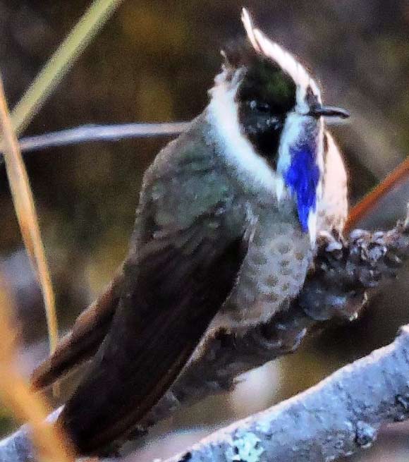 The blue-bearded helmetcrest (Oxypogon cyanolaemus). Image credit: Carlos Julio Rojas / ProAves.