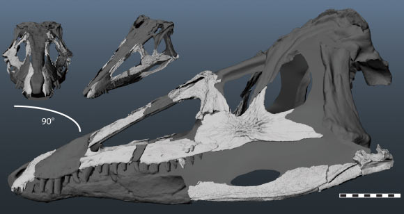 Reconstructed skull of Carnufex carolinensis. Scale bar - 10 cm. Image credit: Lindsay Zanno.