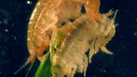 Freshwater shrimp Gammarus duebeni celticus. Image credit: University of Leeds.