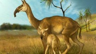South American ungulate mammals Macrauchenia patachonica. Image credit: Olga Kobrina / CC BY 3.0.