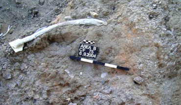 Straight-tusk elephant rib with cut marks in association with flint tools, including a handaxe. Image credit: Solodenko N et al.