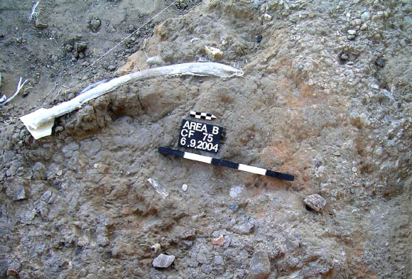 Straight-tusk elephant rib with cut marks in association with flint tools, including a handaxe. Image credit: Solodenko N et al.