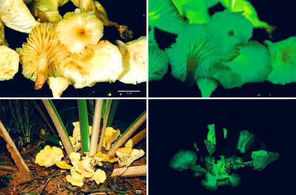 Neonothopanus gardneri. Image credit: Marina Capelari et al, doi: 10.3852/11-097.