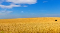 Wheat fields in Lviv region, Ukraine. Image credit: Raimond Spekking / CC BY-SA 3.0.