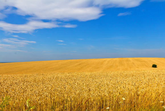 Wheat fields in Lviv region, Ukraine. Image credit: Raimond Spekking / CC BY-SA 3.0.