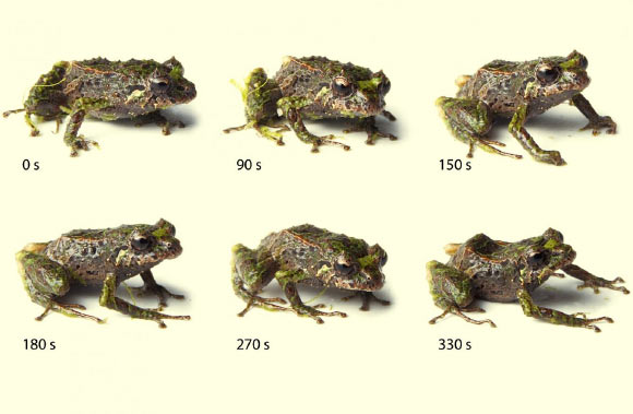 Skin texture variation in one individual Pristimantis mutabilis; note how skin texture shifts from highly tubercular to almost smooth; also note the relative size of the tubercles on the eyelid, lower lip, dorsum and limbs. Image credit: Zoological Journal of the Linnean Society.