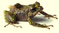 Skin texture variation in one individual Pristimantis mutabilis; note how skin texture shifts from highly tubercular to almost smooth; also note the relative size of the tubercles on the eyelid, lower lip, dorsum and limbs. Image credit: Zoological Journal of the Linnean Society.