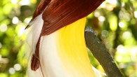 The Lesser bird-of-paradise (Paradisaea minor) was one of 977 species examined by Prof Peter Dunn and his colleagues at the University of Wisconsin–Milwaukee in a worldwide study of the evolution of bird colors. Image credit: Reza Pratama / CC BY-SA 2.0.