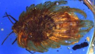 Wathondara kotejai from mid-Cretaceous Burmese amber, stacked image with a blue filter. Scale bar - 1 mm. Image credit: Bo Wang et al.