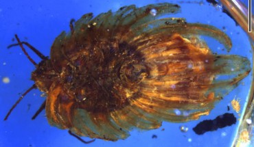 Wathondara kotejai from mid-Cretaceous Burmese amber, stacked image with a blue filter. Scale bar - 1 mm. Image credit: Bo Wang et al.