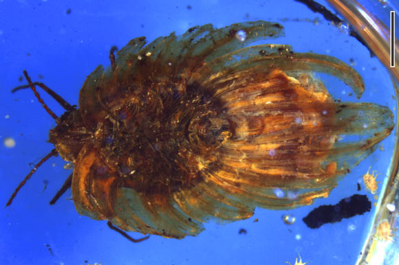 Wathondara kotejai from mid-Cretaceous Burmese amber, stacked image with a blue filter. Scale bar - 1 mm. Image credit: Bo Wang et al.