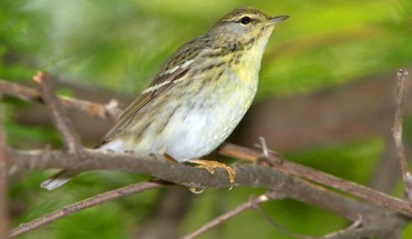 The blackpoll warbler (Setophaga striata). The ornithologists found that in some cases, the birds flew more than 2,500 km, non-stop, to reach their destinations. Image credit: William H. Majoros / CC BY-SA 3.0.