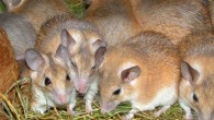 Arabian spiny mice (Acomys cahirinus). Image credit: Andy Mabbett / CC BY-SA 3.0.