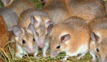 Arabian spiny mice (Acomys cahirinus). Image credit: Andy Mabbett / CC BY-SA 3.0.