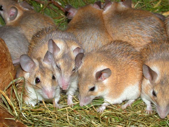 Arabian spiny mice (Acomys cahirinus). Image credit: Andy Mabbett / CC BY-SA 3.0.